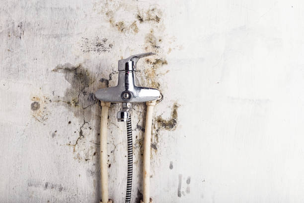 Best Local Mold Removal Service  in Shattuck, OK