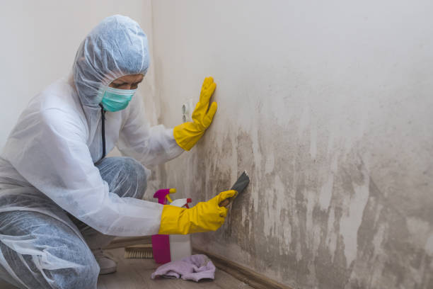 Best Office Mold Removal Services  in Shattuck, OK