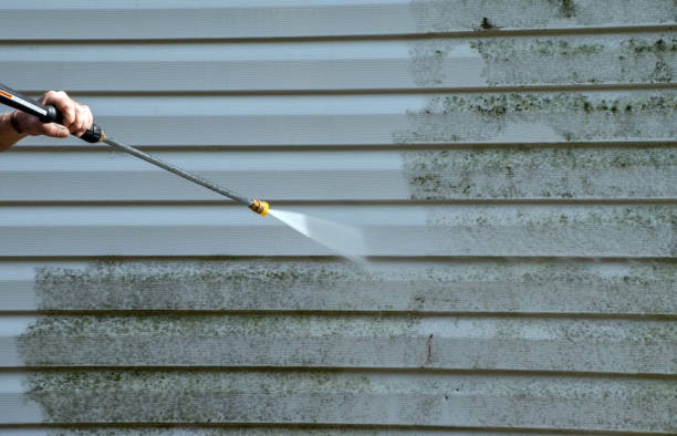 Best Mold Damage Repair  in Shattuck, OK