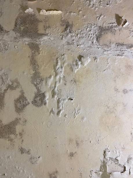 Best Emergency Mold Removal  in Shattuck, OK