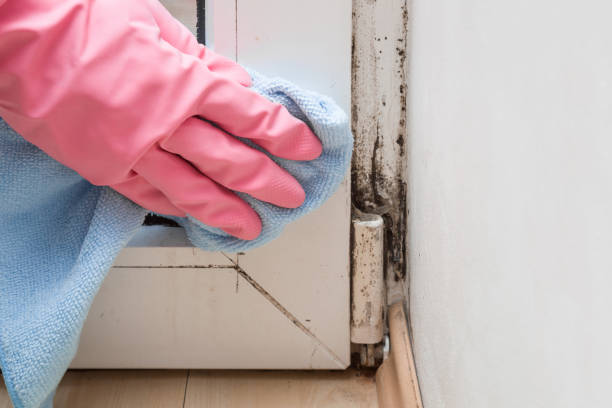 Best Mold Testing  in Shattuck, OK